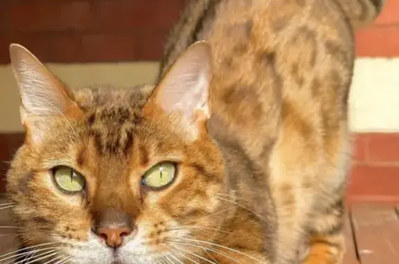 Lost Bengal Cat: Indoor Male with Unique Leopard Coat | Culliton Road, Boroondara
