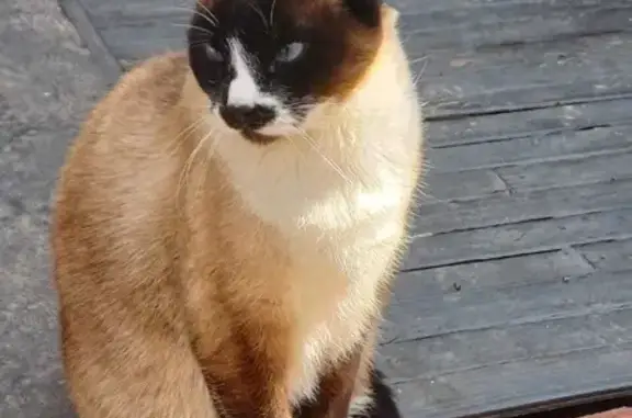 Lost: Cream Snowshoe Siamese Cat, Blue Eyes