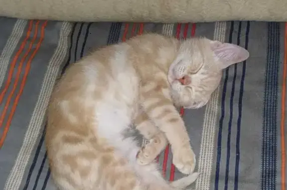 Lost: Friendly Pale Ginger Kitten, 10-11 Weeks Old