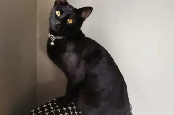 Lost: Oriental Mix Cat - Black, Chipped