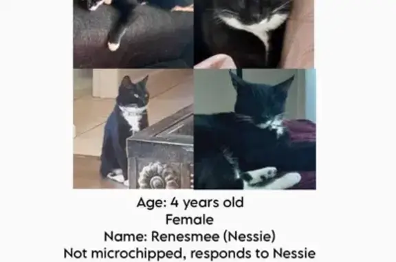 Lost: Black & White Female Cat | Mount du Roche, Somerset West