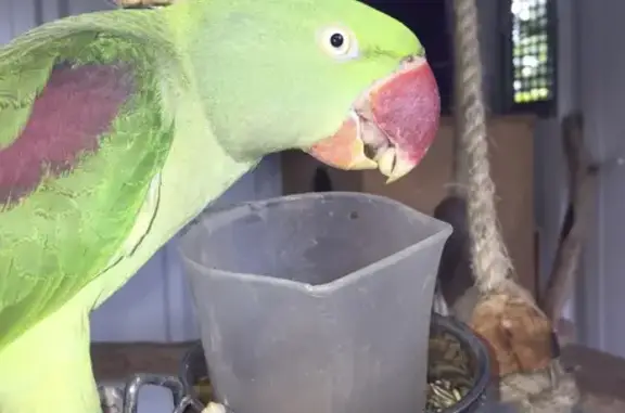 Missing Female Alexandrine Parrot: Cordyline Drive, Gold Coast