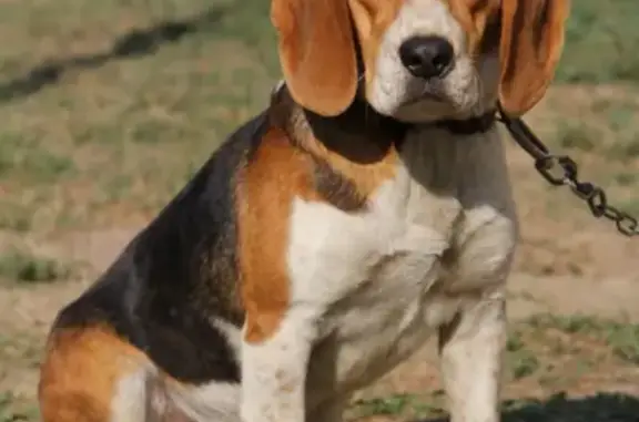 Animaux perdus Faye-l'Abbesse, photo: Chien Beagle disparu, 3 ans, collier coupé, vue à Chiché. Aidez-nous ! 07 61 94 21 12.