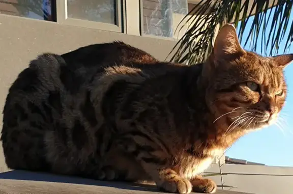 Missing Bengal Cat in Epping - Help Find Him!