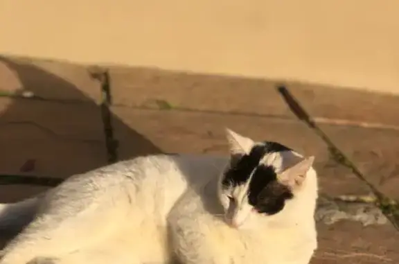 Lost: Male White Cat with Black Markings