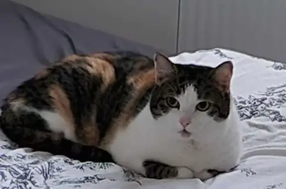 Animaux perdus Roissy-en-Brie, photo: Chat disparu à Roissy-en-Brie