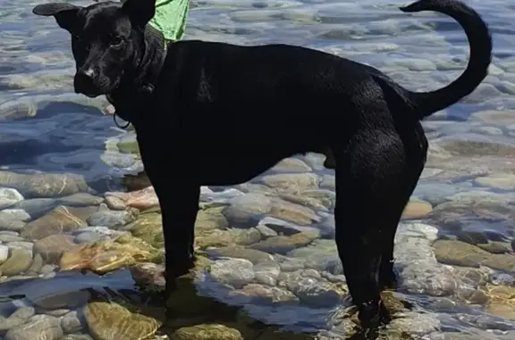 Animaux perdus Paris, photo: Chien disparu Micky, mâle castré de 3 ans, percuté par voiture, vu près de Place de la Réunion (Paris 20). Aidez-nous !