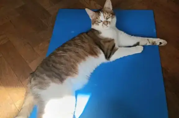 Chat perdu, Nice, photo: Chat Polak disparu depuis jeudi 2 novembre. Aidez-nous à le retrouver !