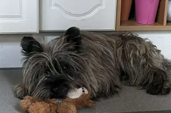 Chien perdu Chartres, photo : Chien mâle Cairn terrier perdu, peureux. Rue du Bourgneuf, Chartres.