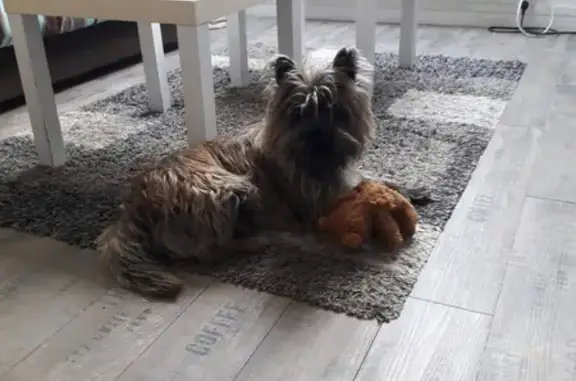 Chien perdu Chartres, photo : Chien disparu Cairn Terrier mâle brun - Chartres