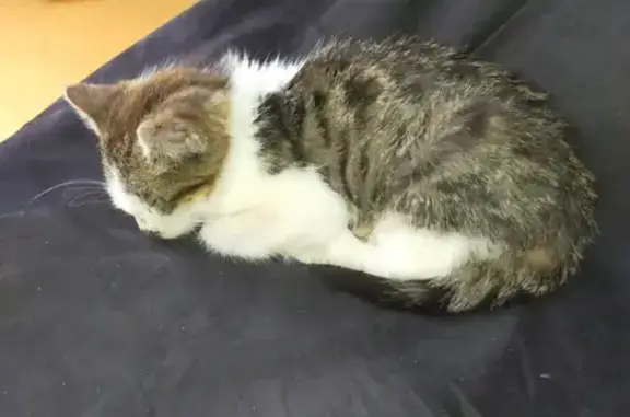 Animaux trouvés Dreux, photo: Chat trouvé à Dreux