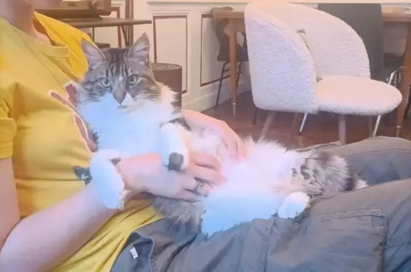 Animaux perdus Rennes, photo: Chat mâle peureux disparu - Rue Paris, Rennes