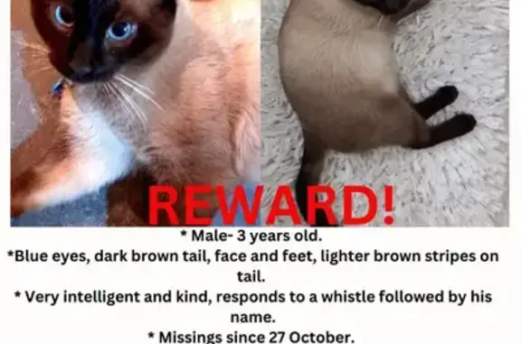 Missing Siamese Cat with Blue Eyes - Wolmunster Road, Cape Town