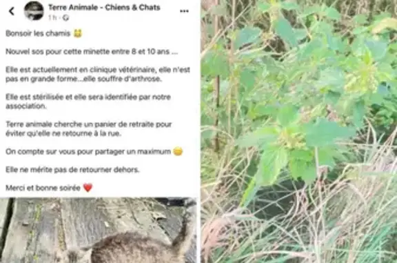 Chatte trouvée, besoin famille d'accueil. Chemin Maraichon, Douai. - photo