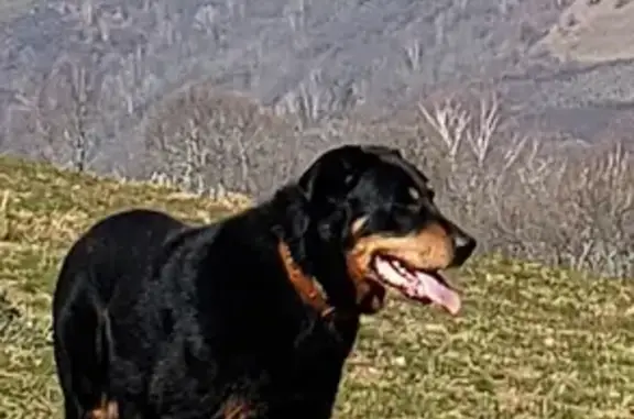 Chien perdu Conques-en-Rouergue, photo : Chien beauceron noir perdu, collier orange D 606, Conques-en-Rouergue