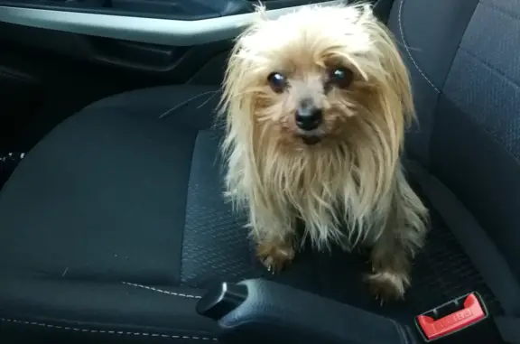 Lost: 16yo Blind & Deaf Female Yorkie - Denyssen Ave, Pretoria