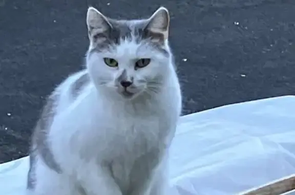 Chat errant sociable depuis 1 an, Avenue Raymond Bergougnan, Clermont-Ferrand - photo
