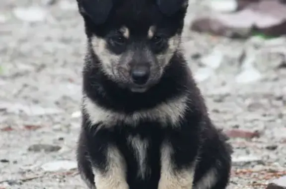 Допоможіть знайти дім цим миленьким цуценятам у небезпеці! 🐶💔