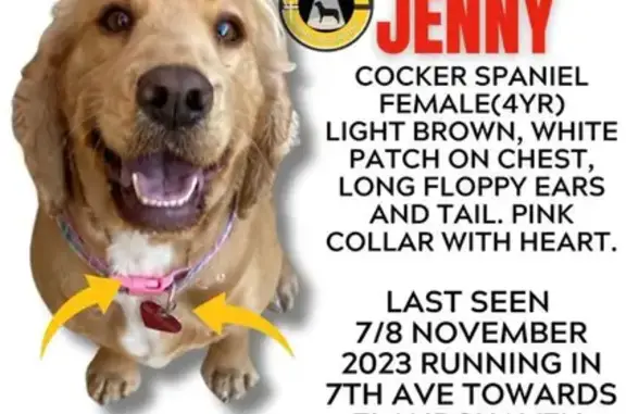 Lost Cocker Spaniel: Golden Brown, Wavy Hair, Pink Collar | Braun Road, Alberton