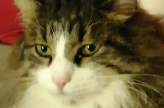 Animaux perdus Tonnoy, photo: Chat Guizmo disparu, 9 ans, gentil, tatoué, pelage norvégien, yeux verts.