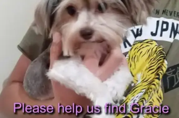 Help Find Gracie: Missing White & Brown Yorkie