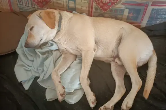 Animaux perdus Moret-Loing-et-Orvanne, photo: Chien Léon perdu, Labrador croisé, collier rose, Rue Pavé Neuf, Moret-Loing-et-Orvanne