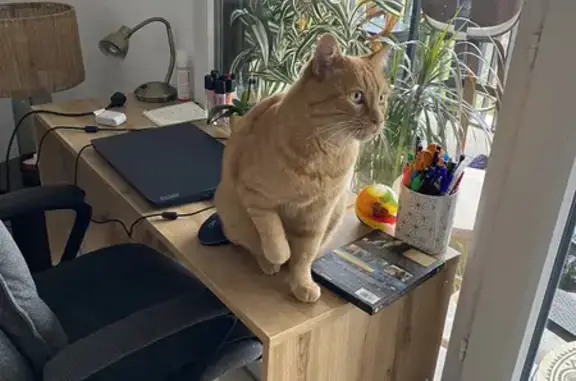 Animaux trouvés Montpellier, photo: Chat roux trouvé, gentil et gros.