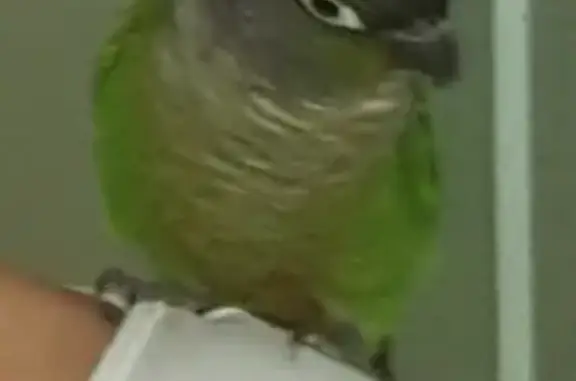 Lost Green Cheek Conure: Help Find Bird!