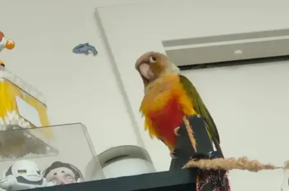 Lost Sun Conure: Pet Bird Missing on Macaulay Road