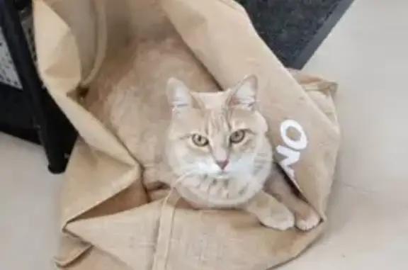 Chat perdu, Roaix, photo: Chat Cerise perdu, femelle tigrée crème, pucée, Roaix, PACA