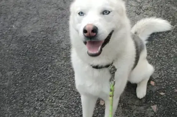 Chien perdu Val-d'Izé, photo : Husky blanc perdu, collier marine, Val-d'Izé