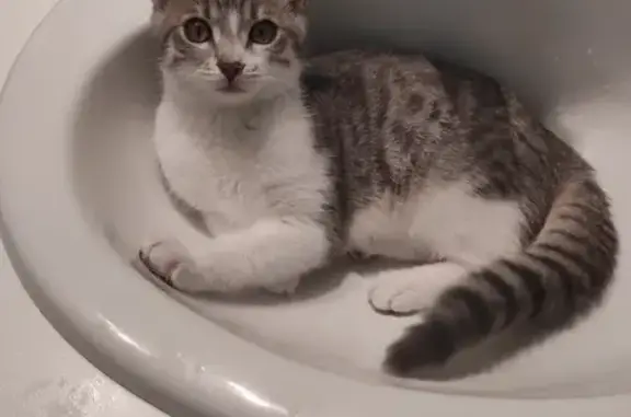 Chat perdu, Lempdes, photo: Chat gris et blanc perdu à Lempdes