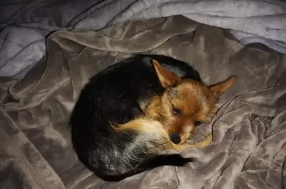 Lost pets , photo: Lost Black and Tan Crossbreed Dog - Help Find!