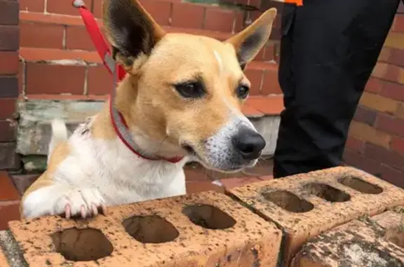 Lost Jack Russell: White Male with Brown Markings