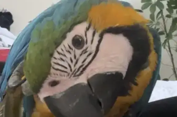 Missing: Zazu, 9mo Blue & Gold Macaw