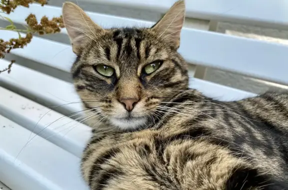 Animaux perdus Eu, photo: Chat tigré castré, disparu Rue Clair Foyer, Eu.