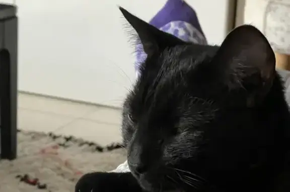 Chat perdu, Toulouse, photo: Chat noir 1 an disparu Toulouse