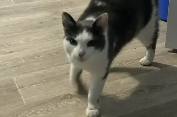 Chat castré, gris et blanc, tache nez. Rue Emmaus, 18, Beauvais. - photo