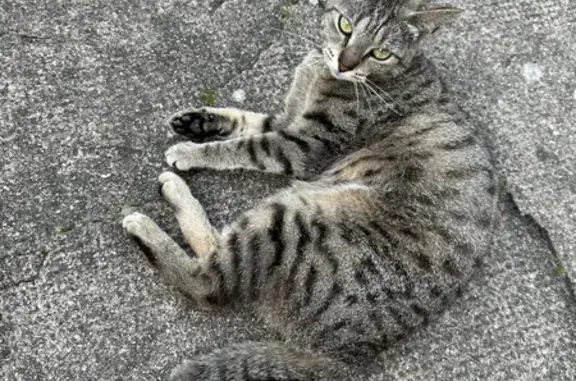 Animaux perdus Rennes, photo: Chat femelle tigrée disparu à Rennes