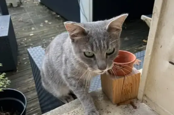 Chat trouvé, jeune chatte grise, Nancy - photo