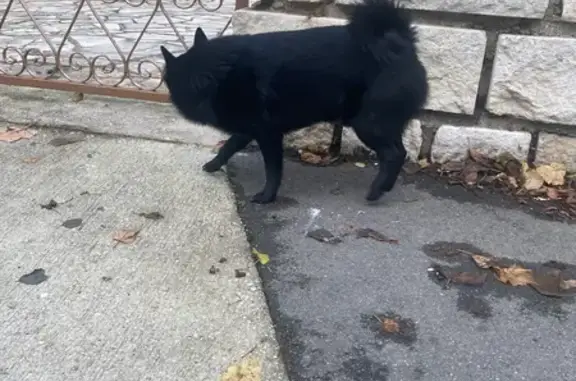 Chien trouvé dans la rue, Bry-sur-Marne - photo