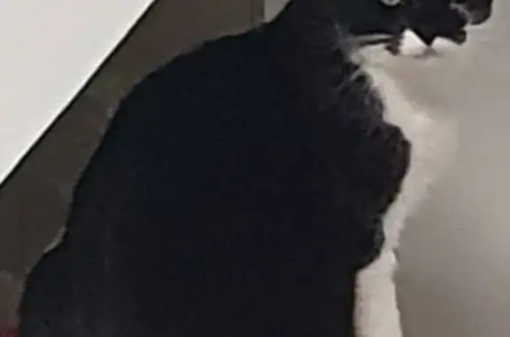 Animaux perdus Firminy, photo: Chat Noir/Blanc perdu - Chemin des Ateliers, Firminy