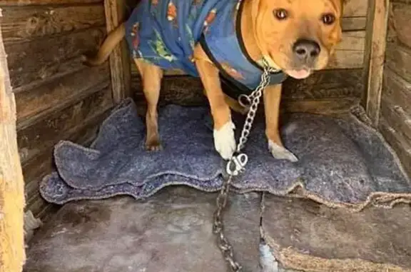 Lost pets , photo: Stolen Staffie: Help Find Tan & White Male in Bellville