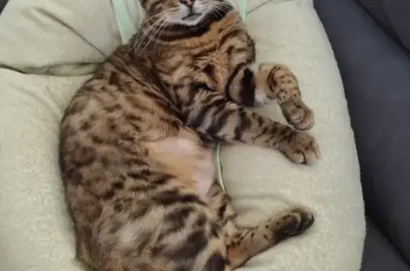 Chat perdu, Hazebrouck, photo: Chat Bengal perdu, 10 ans, intolérant boeuf, oreille manquante, craintif, pucé, nom Spartacus, sortie porte vers route, rue Lens 21 bis, Hazebrouck