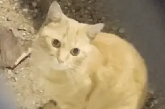 Chat trouvé sans collier, affamé et craintif - photo
