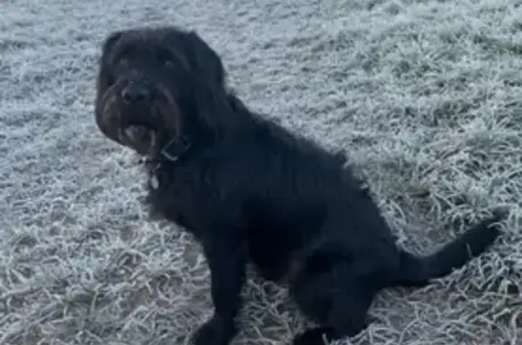 Lost black Labradoodle: Spooked in Chawton Woods