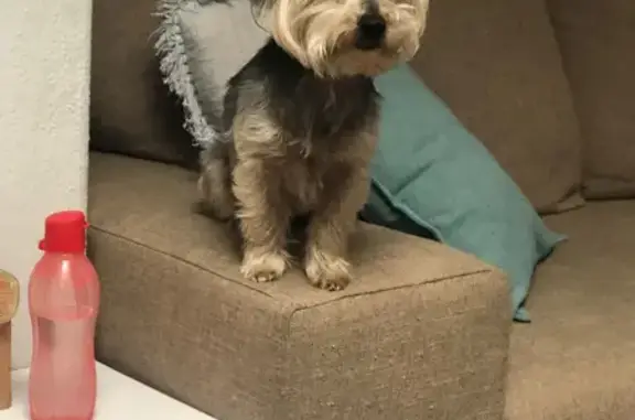 Lost: Female Yorkie, 9yrs, Light-Colored, Hester Road