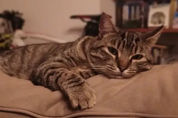 Animaux perdus Valherbasse, photo: Chat Européen disparu : Marron / Noir / Beige