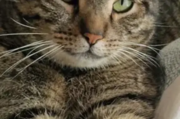 Chat perdu, Saint-Martin-le-Vinoux, photo: Chat tigré Diego, 8 ans, disparu Route de Clémencières, Saint-Martin-le-Vinoux