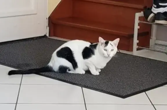 Animaux perdus Taverny, photo: Chat mâle noir et blanc disparu à Taverny